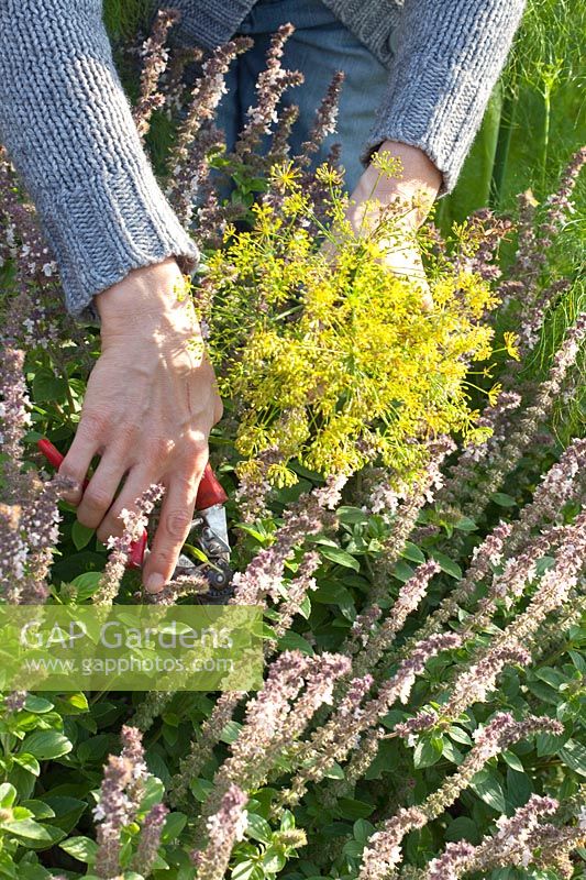 Woman picking herbs in the garden,Ocimum basilicum Magic White,Anethum graveolens 