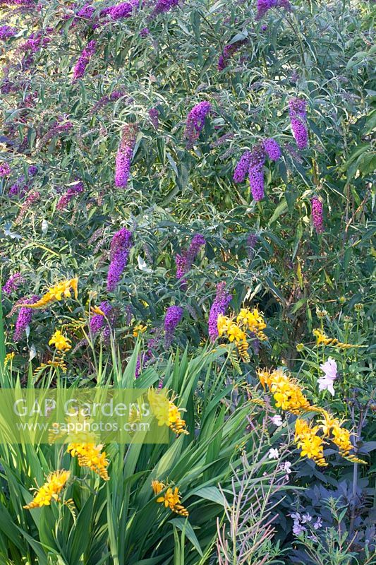 Butterfly bush and Montbretia, Buddleia davidii Nanho Purple, Crocosmia Rowallane Yellow 