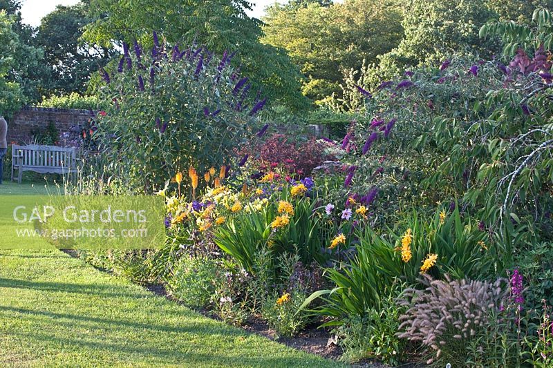 Butterfly bush and Montbretia, Buddleia davidii Nanho Purple, Buddleia davidii Black Knight, Crocosmia Rowallane Yellow 