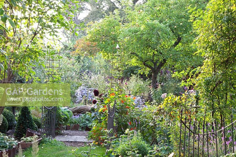 Country garden with apple tree, dahlias, asters, Malus Granny Smith, Dahlia Karma Choc, Aster frikartii Mönch 
