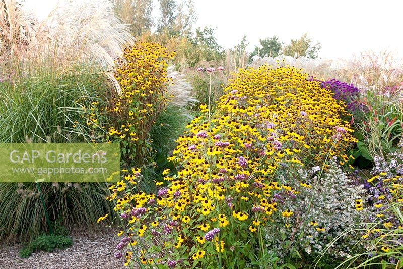 Coneflower and Chinese silver grass, Rudbeckia triloba, Miscanthus sinensis 