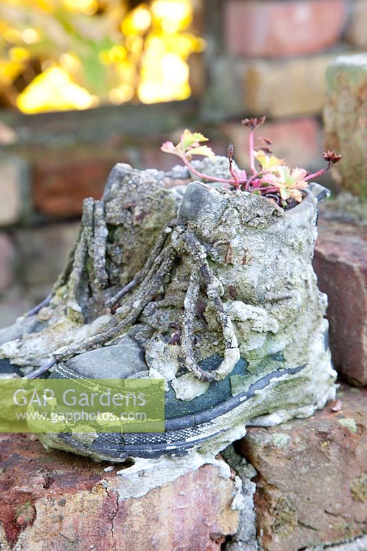 Shoes planted with Saxifraga 