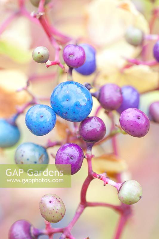 Berries of the false vine, Ampelopsis 
