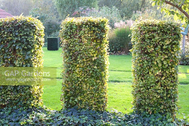 Hedge columns made of beech, Fagus sylvatica 