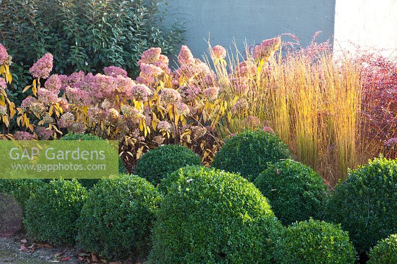 Evergreens, shrubs and grasses in autumn 