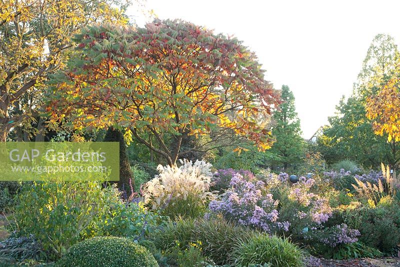 Autumn garden with sumac, Rhus typhina 