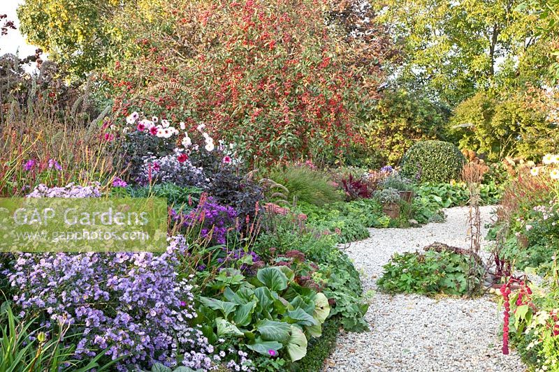 Autumn bed with ornamental apple, Malus Red Sentinel, Dahlia Melody Harmony, Aster, Sedum 
