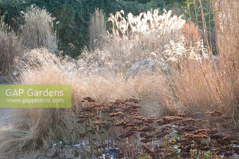 Grass bed in winter, Miscanthus, Deschampsia cespitosa, Sedum Matrona 