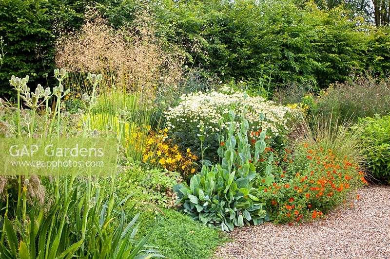 Gravel garden with perennials and grasses, Rudbeckia maxima, Potentilla, Festuca mairei, Chrysanthemum serotinum Festtafel, Stipa gigantea, Aster ericoides Snow Flurry 