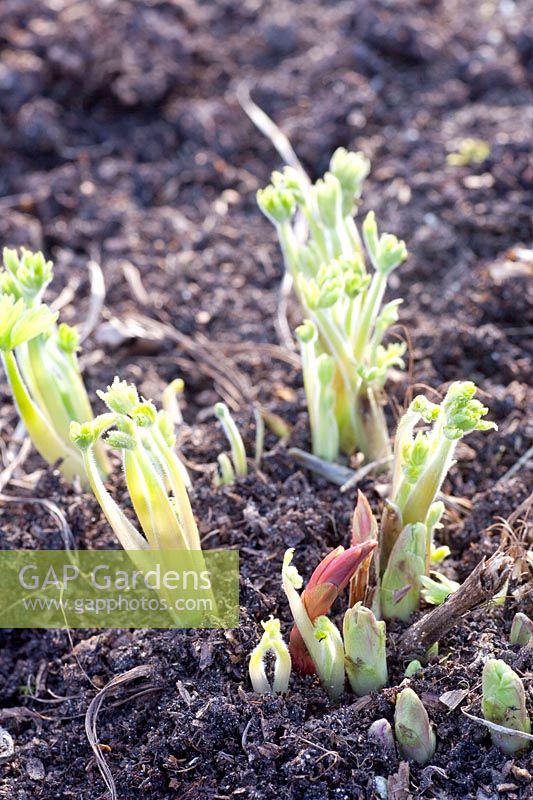 Sprouting in perennials 