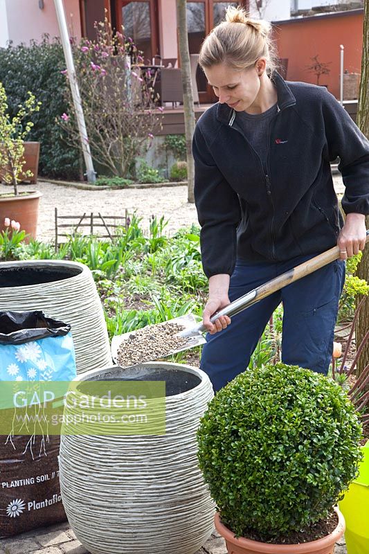 Woman fills drainage layer of gravel in pot,Buxus sempervirens 