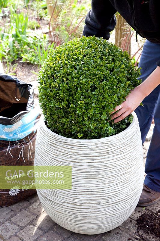 Woman plants boxwood in pot, Buxus sempervirens 