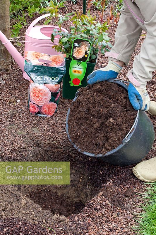 Fill the planting hole with rose soil, Rosa Garden of Roses 