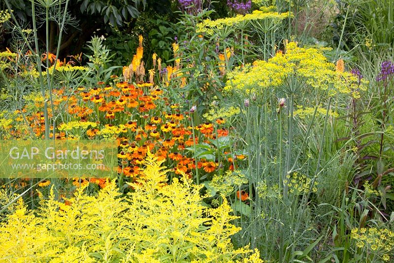 Bed in orange and yellow, Helenium, Solidaster Lemore, Anethum graveolens 
