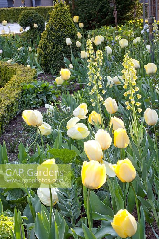 Tulip bed with Tulipa Maja, Tulipa Verona, Tulipa Francoise, Tulipa Ivory Floradale, Fritillaria persica Ivory Bells 