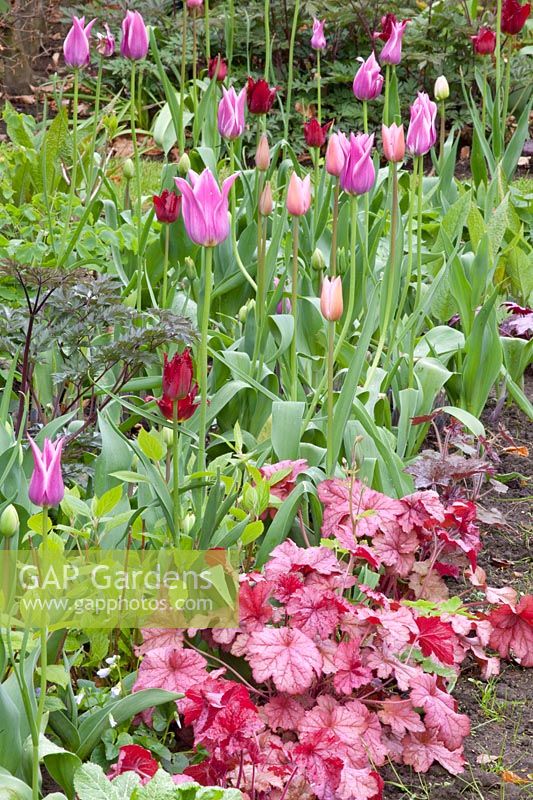 Tulips and perennials, Heuchera Peach Flambe 