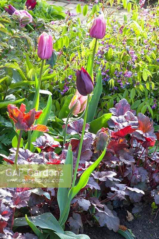Bed with tulips and perennials, Heuchera Plum Pudding, Lathyrus vernus 