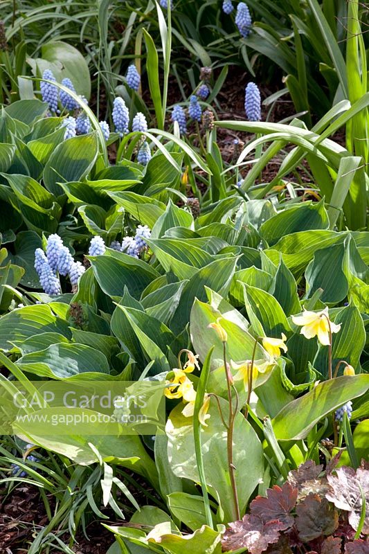 Combination of grape hyacinth, dogtooth, hostas, Muscari Valerie Finnis, Erythronium Kondo, Hosta 