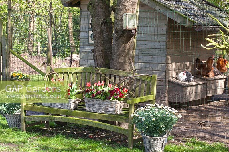 Bench in front of chicken coop with pansies and tulips 