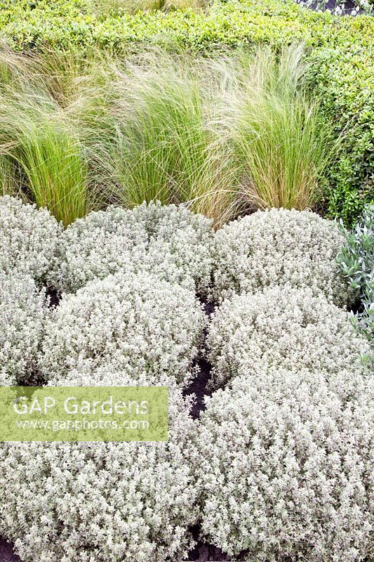 Grasses and thyme, Stipa tenuissima, Thymus Silver Queen 