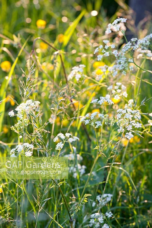 Wildflower meadow, grasses, buttercup, cow parsley, ranunculus, anthriscus sylvestris 
