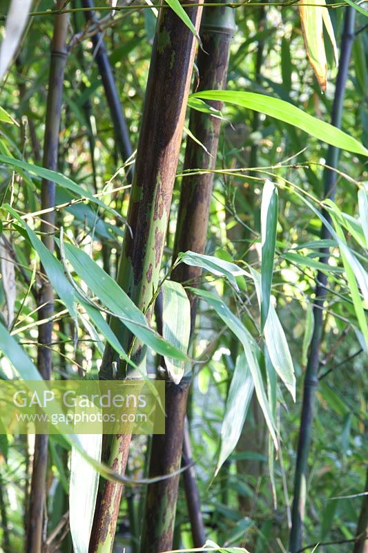 Portrait Bamboo, Phyllostachys nigra Boryana 
