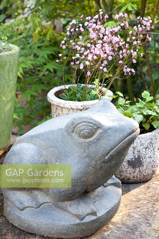 Frog made of stone and saxifrage in pot, Saxifraga umbrosa 