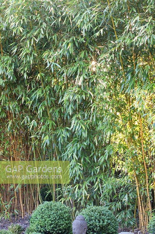 Portrait Bamboo, Phyllostachys aureosulcata Spectabilis 