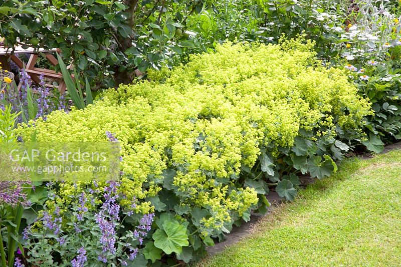 Bed edging with lady's mantle, Alchemilla mollis 