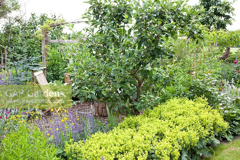 Seating area with apple tree and lady's mantle, Alchemilla mollis, Malus domestica 
