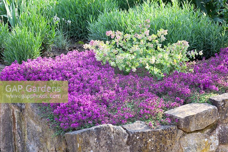 Herb bed, Thymus serpyllum Purple Beauty, Origanum Kent Beauty 