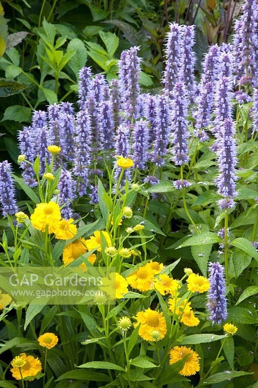Sneezeweed and sneezeweed, Agastache Blue Fortune, Helenium Double Trouble 