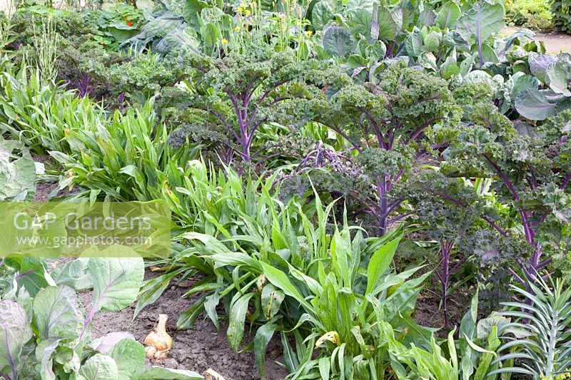 Bed with kale and salsify, Brassica oleracea Redbor, Scorzonera hispanica 