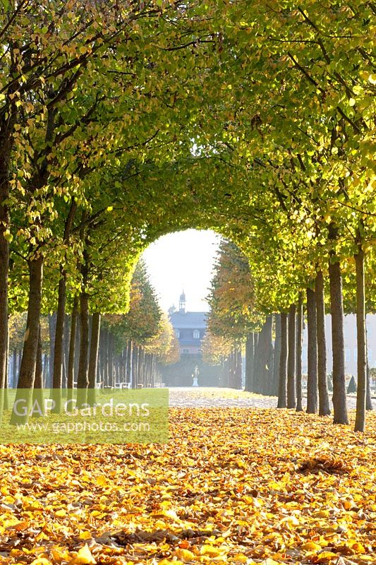 Linden avenue in the Schwetzingen Palace Garden, Tilia cordata 