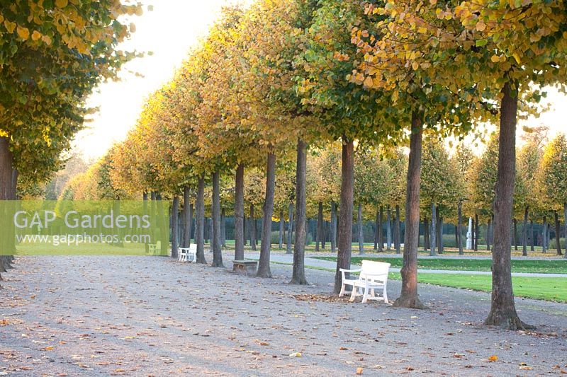 Linden avenue in the Schwetzingen Palace Gardens, Tilia cordata 
