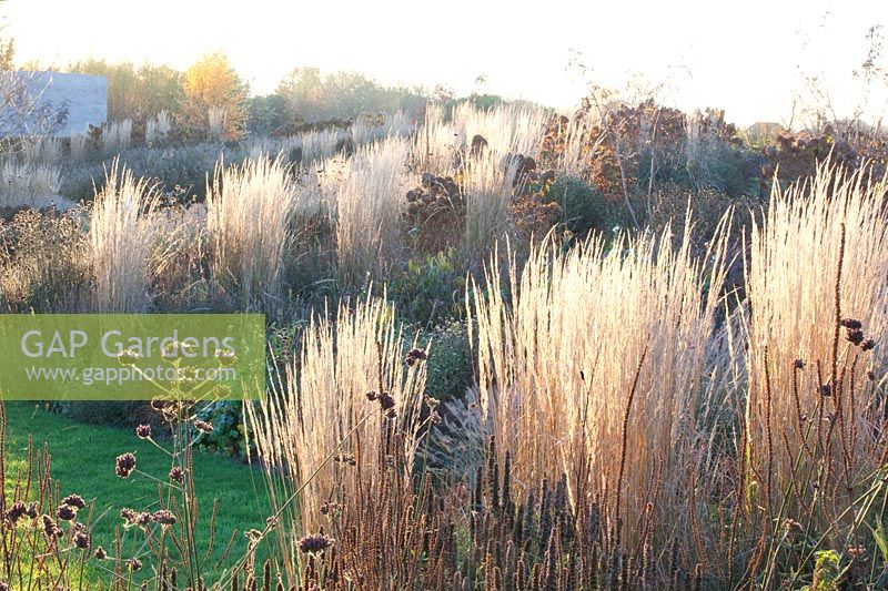 Grasses in November, reed grass, Calamagrostis acutiflora Karl Förster 