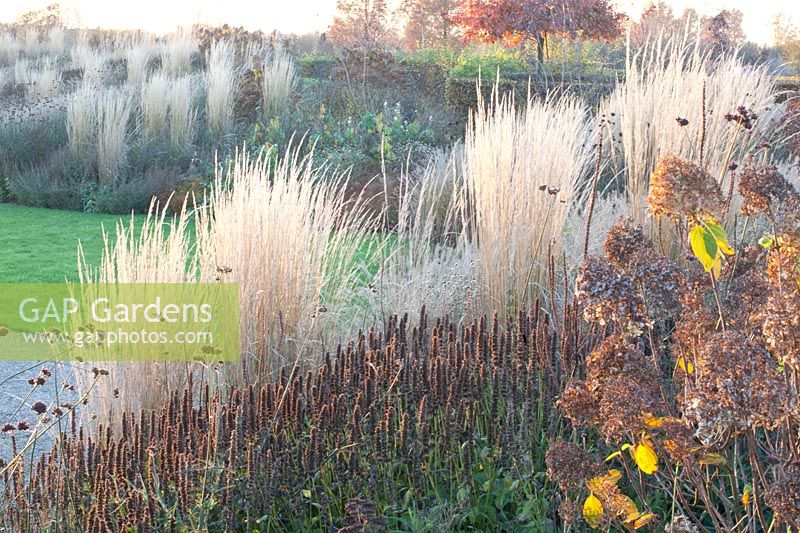 Grasses in November, reed grass, Calamagrostis acutiflora Karl Förster, Agastache 
