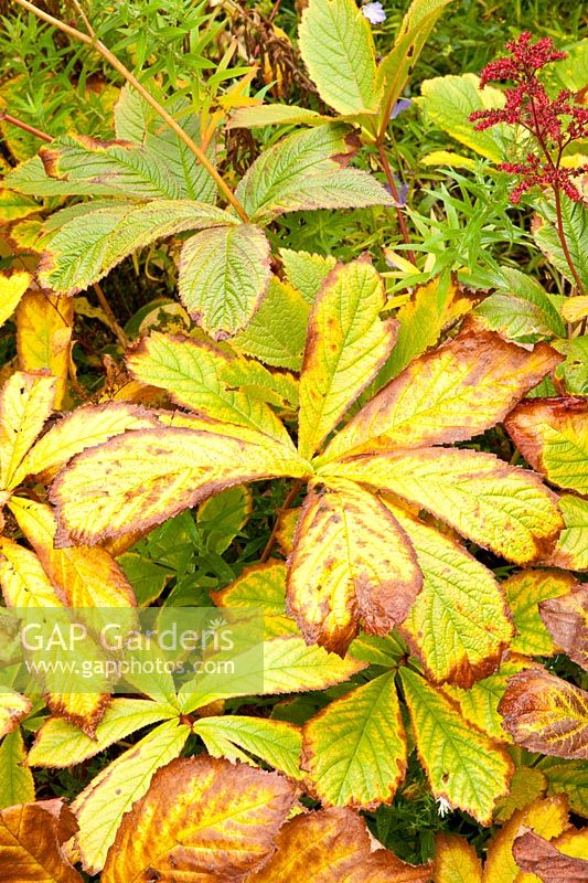 Autumn leaves of ragwort, Ligularia 