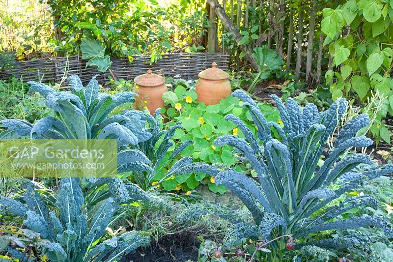 Palm cabbage in the vegetable garden, Brassica oleracea 