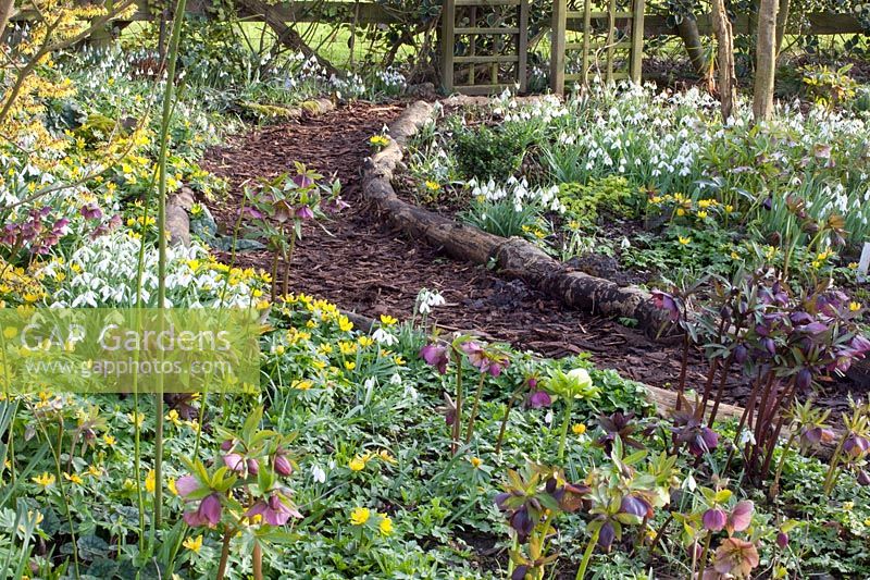 Woodland garden in spring, Eranthis hyemalis, Galanthus, Helleborus orientalis 