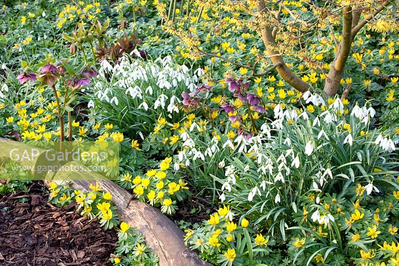 Woodland garden in spring, Eranthis hyemalis, Galanthus Magnet, Helleborus orientalis, Hamamelis Arnold Promise 