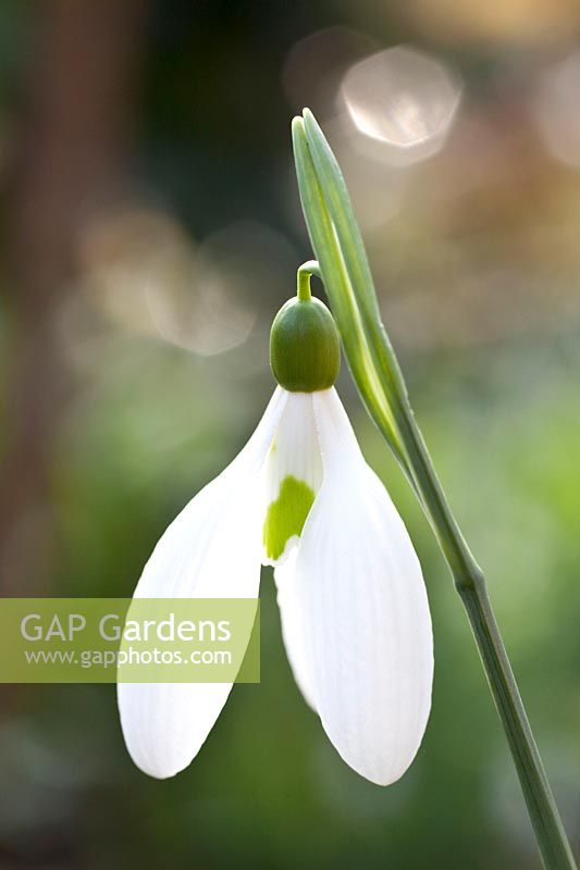 Portrait Snowdrop, Galanthus plicatus Gerard Parker 