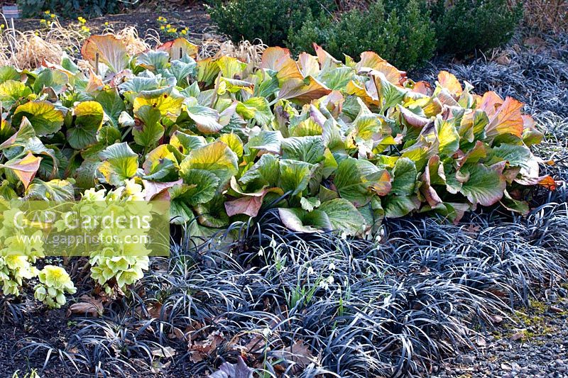 Bed in winter, Bergenia, Helleborus, Ophiopogon planiscapus Nigrescens 