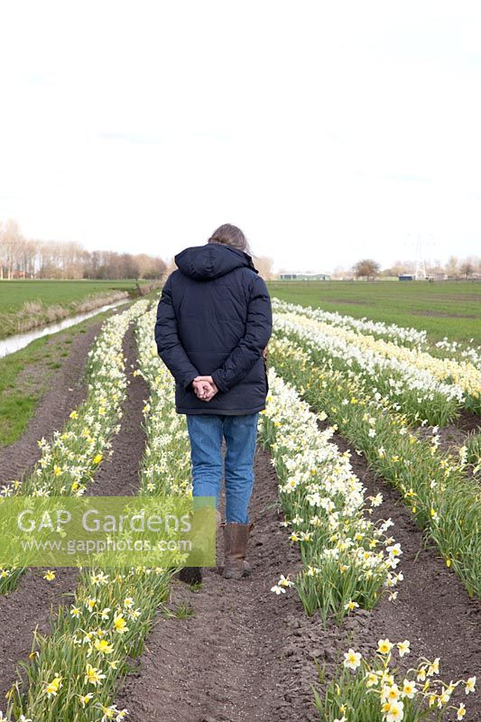 Owner, gardener, Josephine Dekker inspects her daffodil nursery 