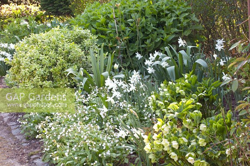 Perennials and daffodils, Narcissus triandrus Thalia, Pulmonaria Sissinghurst White, Helleborus orientalis, Euonymus fortunei 