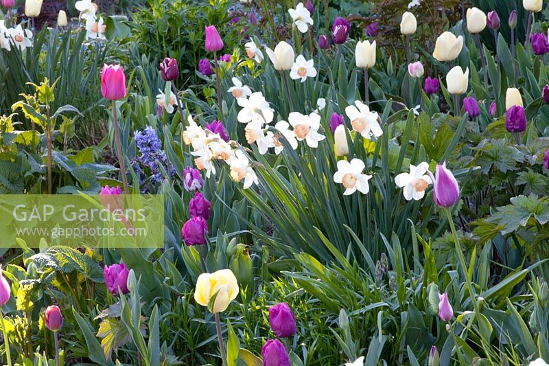 Bed with tulips, Tulipa Fontainebleau, Tulipa Negrita, Tulipa Ballade 
