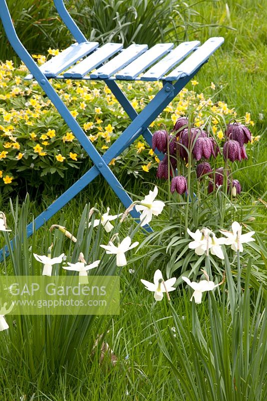 Meadow with chair and yellow wood anemones, daffodils and checkered lilies, Anemone ranunculoides, Narcissus, Fritillaria meleagris 