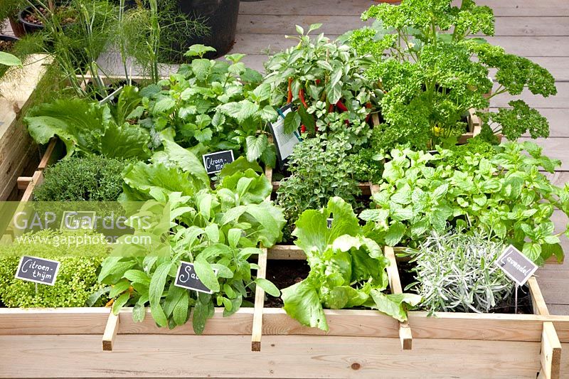 Bed with herbs, chilies and salad 