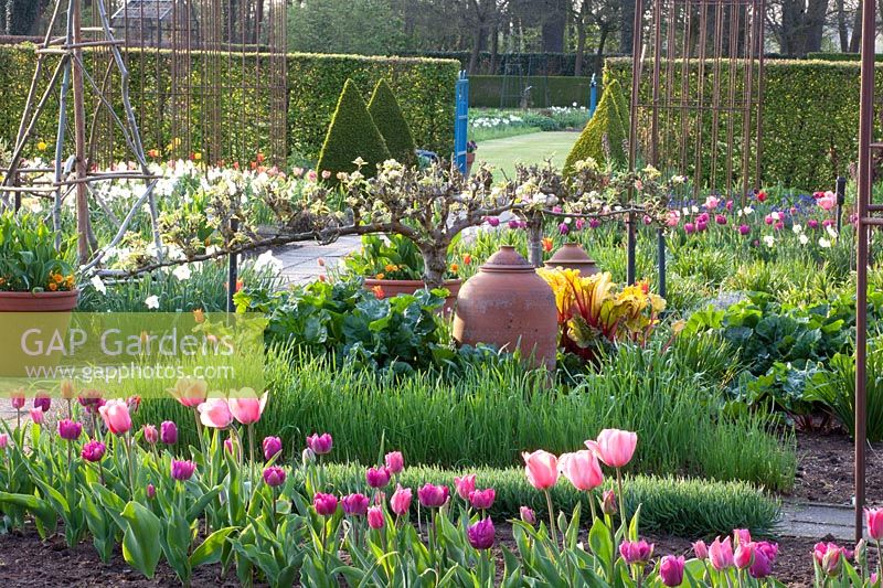 Vegetable garden in spring, Allium senescens, Pyrus communis Louise d'Avranche, Rheum rhabarbarum 