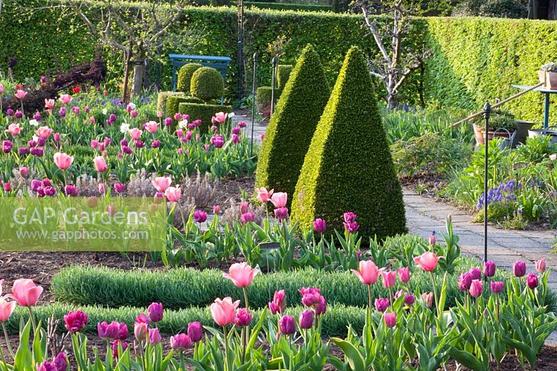 Vegetable garden in spring, Tulipa, Buxus, Allium senescens 